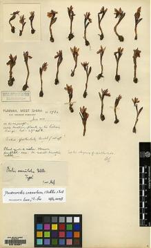 Type specimen at Edinburgh (E). Forrest, George: 5786. Barcode: E00162681.