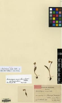 Type specimen at Edinburgh (E). Smith, Karl: 3809. Barcode: E00162711.