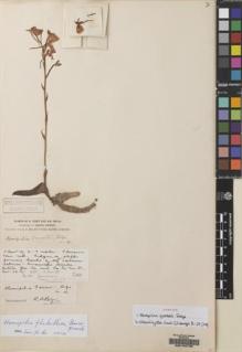 Type specimen at Edinburgh (E). Forrest, George: 865. Barcode: E00162735.