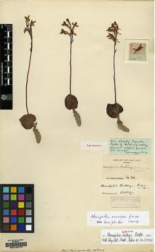 Type specimen at Edinburgh (E). Forrest, George: 204. Barcode: E00162770.
