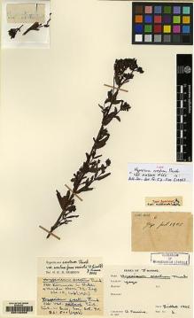 Type specimen at Edinburgh (E). Faurie, Urbain: 6. Barcode: E00162906.