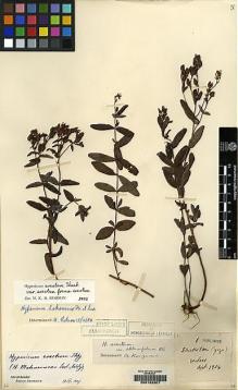 Type specimen at Edinburgh (E). Faurie, Urbain: 1. Barcode: E00162907.