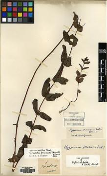 Type specimen at Edinburgh (E). Faurie, Urbain: 7. Barcode: E00162908.