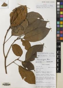 Type specimen at Edinburgh (E). Mendum, M., Atkins, H.J., Newman, M.F., Hendrian, Sofyan, A.: 165. Barcode: E00163176.