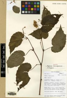 Type specimen at Edinburgh (E). Mendum, M., Atkins, H.J., Newman, M.F., Hendrian, Sofyan, A.: 2. Barcode: E00163204.