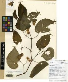 Type specimen at Edinburgh (E). Mendum, M., Atkins, H.J., Newman, M.F., Hendrian, Sofyan, A.: 2. Barcode: E00163205.