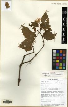 Type specimen at Edinburgh (E). Mendum, M., Atkins, H.J., Newman, M.F., Hendrian, Sofyan, A.: 167. Barcode: E00163227.