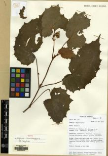 Type specimen at Edinburgh (E). Mendum, M., Atkins, H.J., Newman, M.F., Hendrian, Sofyan, A.: 167. Barcode: E00163228.