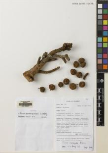 Type specimen at Edinburgh (E). Mendum, M., Atkins, H.J., Newman, M.F., Hendrian, Sofyan, A.: 165. Barcode: E00163247.