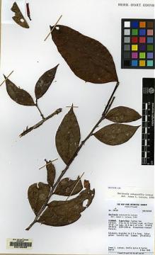 Type specimen at Edinburgh (E). Luteyn, James; Sylva, S; Quela, C: 14729. Barcode: E00163455.