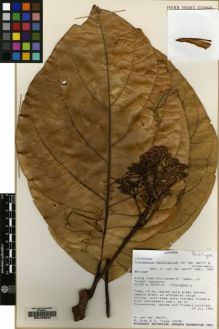 Type specimen at Edinburgh (E). van der Werff, Henk; Tipas, G; Gray, B.: 12478. Barcode: E00163542.