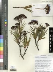Type specimen at Edinburgh (E). Goldblatt, Peter: 10498. Barcode: E00163751.