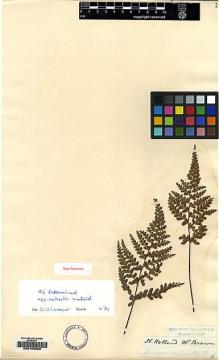 Type specimen at Edinburgh (E). Brown, Robert: . Barcode: E00163926.