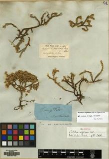 Type specimen at Edinburgh (E). Wight, Robert: 1166. Barcode: E00164192.