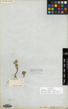 Type specimen at Edinburgh (E). Wight, Robert: 1166. Barcode: E00164193.