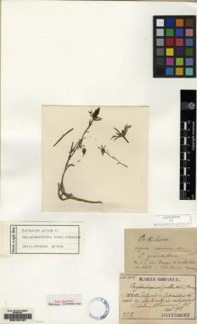 Type specimen at Edinburgh (E). Taquet, Emile: 2512. Barcode: E00164197.