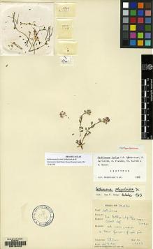 Type specimen at Edinburgh (E). Davis, Peter: 15277. Barcode: E00164402.