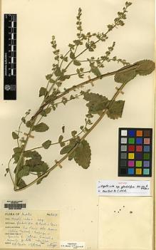 Type specimen at Edinburgh (E). Davis, Peter: 16270. Barcode: E00164568.