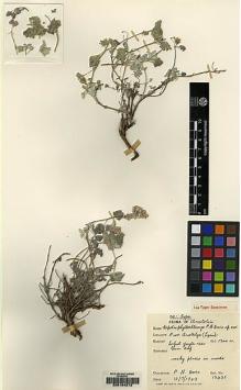 Type specimen at Edinburgh (E). Davis, Peter: 15431. Barcode: E00164572.