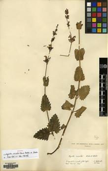 Type specimen at Edinburgh (E). Von Heldreich, Theodor: . Barcode: E00164574.