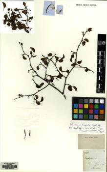 Type specimen at Edinburgh (E). Blanchet, Jacques: 2785. Barcode: E00164717.