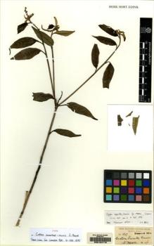 Type specimen at Edinburgh (E). Moore, Spencer Le Marchant: 567. Barcode: E00164718.