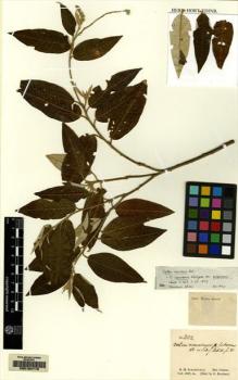 Type specimen at Edinburgh (E). Schomburgk, Robert: 802. Barcode: E00164719.
