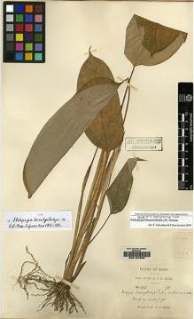 Type specimen at Edinburgh (E). Kerr, Arthur: 2030. Barcode: E00164898.