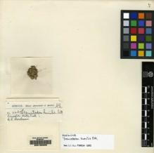 Type specimen at Edinburgh (E). Spruce, Richard: 44B. Barcode: E00165005.