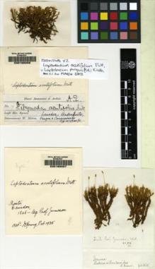Type specimen at Edinburgh (E). Spruce, Richard: 29. Barcode: E00165006.