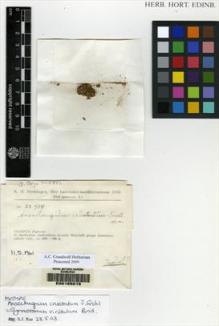 Type specimen at Edinburgh (E). Rechinger, Karl: 23934. Barcode: E00165015.