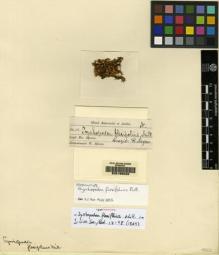 Type specimen at Edinburgh (E). Spruce, Richard: 12. Barcode: E00165028.
