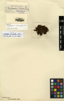 Type specimen at Edinburgh (E). Spruce, Richard: 8. Barcode: E00165068.