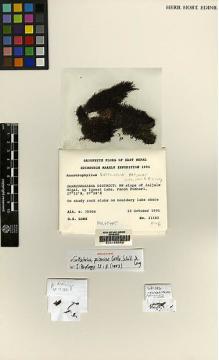 Type specimen at Edinburgh (E). Long, David: 21382. Barcode: E00165069.
