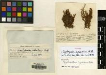Type specimen at Edinburgh (E). Spruce, Richard: 10B. Barcode: E00165124.