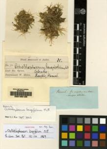 Type specimen at Edinburgh (E). Spruce, Richard: 78. Barcode: E00165125.