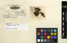 Type specimen at Edinburgh (E). Spruce, Richard: 230. Barcode: E00165127.