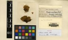 Type specimen at Edinburgh (E). Spruce, Richard: 230B. Barcode: E00165128.