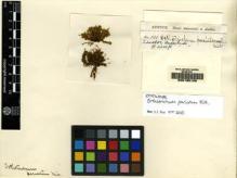 Type specimen at Edinburgh (E). Spruce, Richard: 130. Barcode: E00165129.
