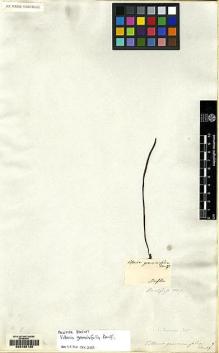 Type specimen at Edinburgh (E). Kaulfuss, Georg: . Barcode: E00165130.