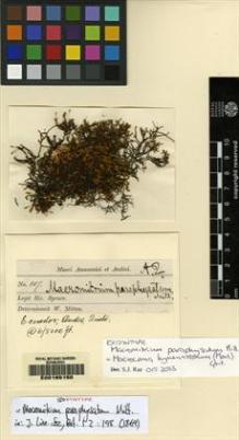 Type specimen at Edinburgh (E). Spruce, Richard: 107. Barcode: E00165150.