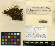 Type specimen at Edinburgh (E). Spruce, Richard: 95. Barcode: E00165151.