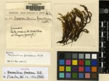 Type specimen at Edinburgh (E). Spruce, Richard: 102. Barcode: E00165154.
