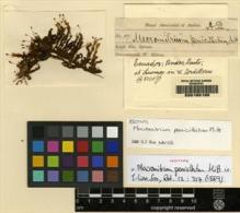 Type specimen at Edinburgh (E). Spruce, Richard: 89. Barcode: E00165155.