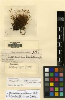 Type specimen at Edinburgh (E). Spruce, Richard: 93. Barcode: E00165157.