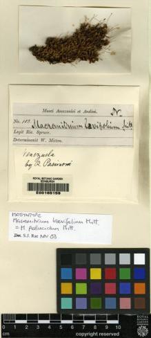 Type specimen at Edinburgh (E). Spruce, Richard: 103. Barcode: E00165159.