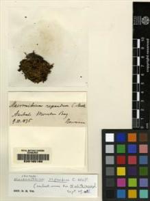 Type specimen at Edinburgh (E). Naumann, Friedrich: . Barcode: E00165160.