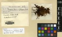 Type specimen at Edinburgh (E). Spruce, Richard: 105. Barcode: E00165164.