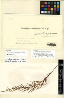 Type specimen at Edinburgh (E). Dixon, Hugh: 179A. Barcode: E00165176.