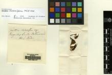Type specimen at Edinburgh (E). Naumann, Friedrich: . Barcode: E00165177.